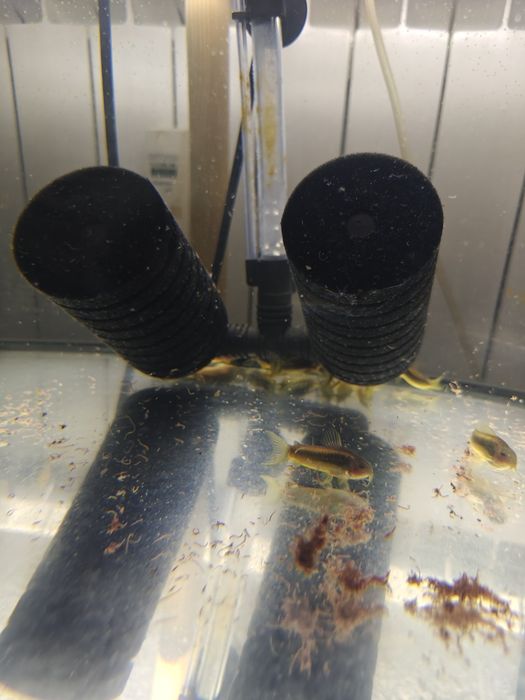 Kirys corydoras gold laser