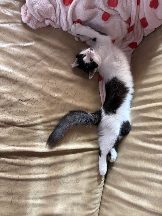 Gatinha para adoção