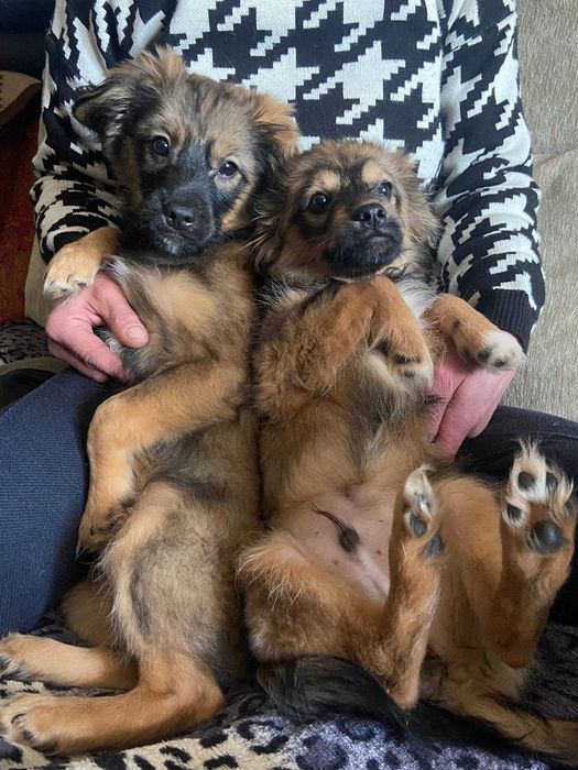 Віддамо в добрі руки собачок