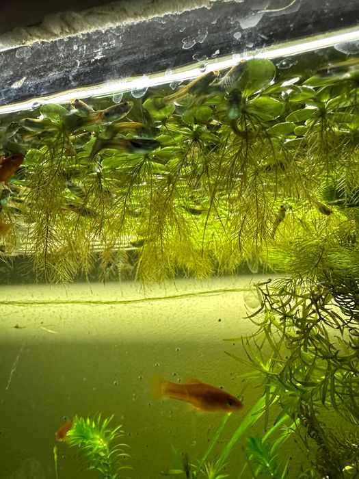 Акваріумні плаваючі рослини Водорості пістія капуста