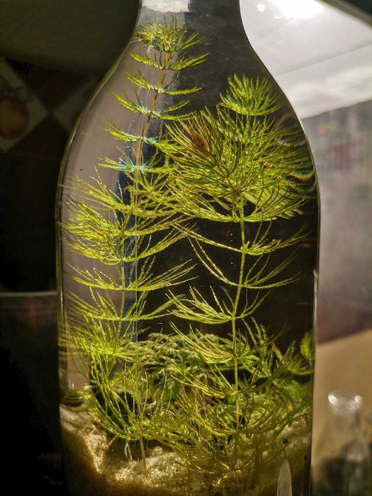 Planta de aquário - Foxtail / Cauda de raposa