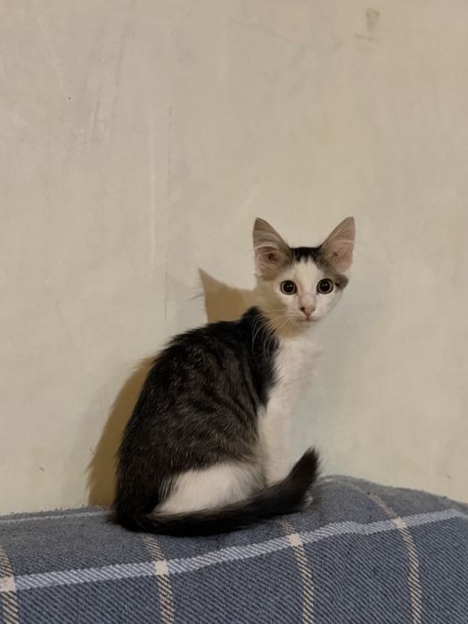 Котята в добрые руки !