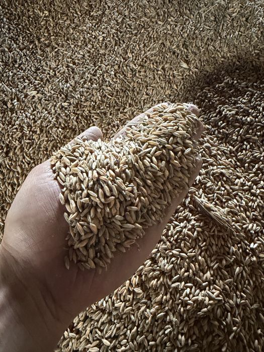 Sprzedam żyto z pszenżytem