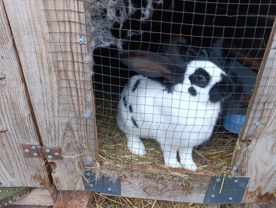 Srokacze niemieckie osc samiec samica