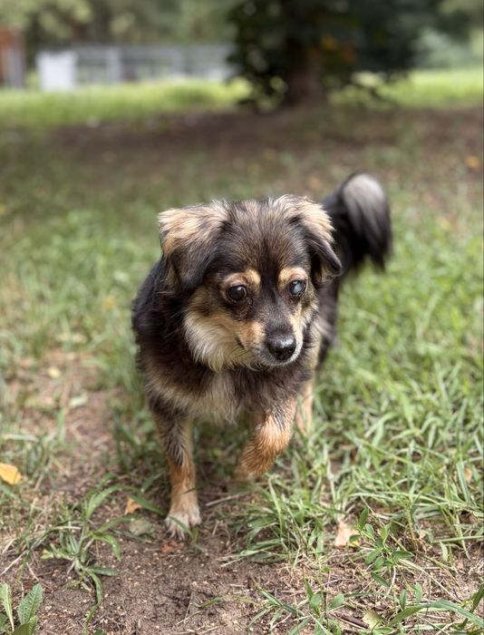 Mała suczka do adopcji!