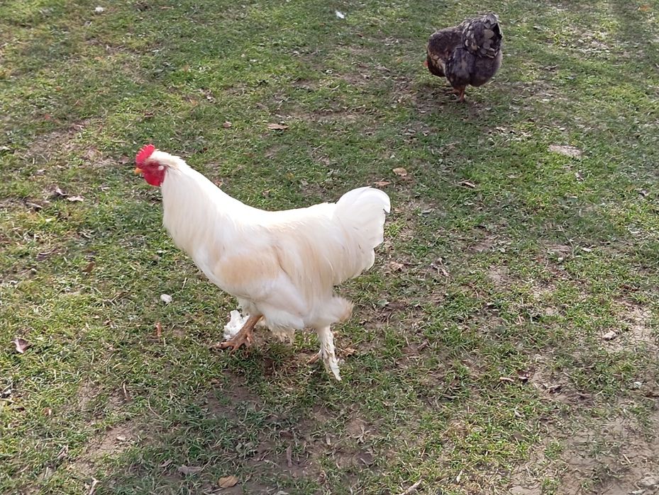 Кури домашні молоді