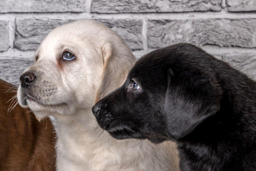 Предлагается к продаже щенок лабрадора ретривера!
Щенки имеют:
• Meтри