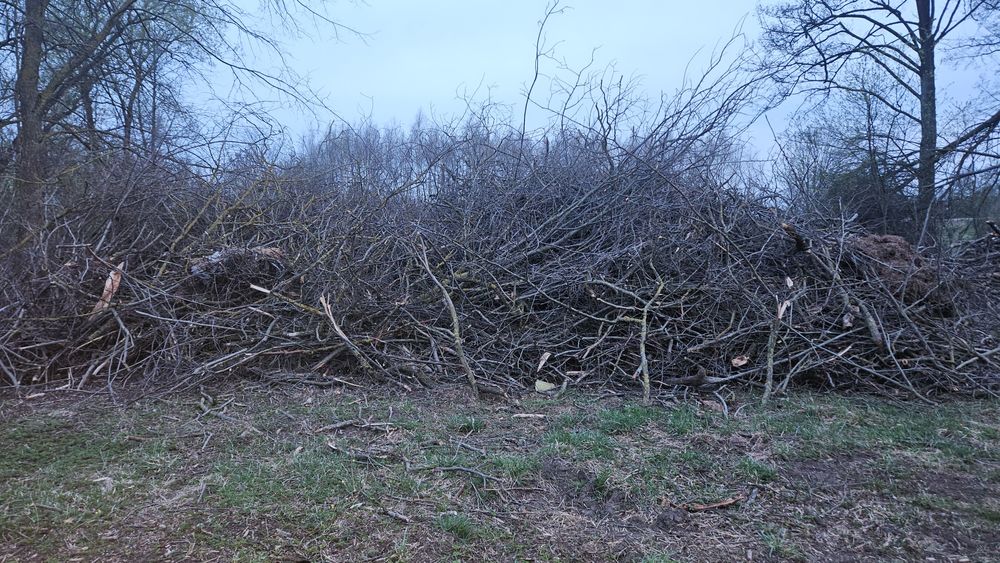 Gałęzie oddam za darmo