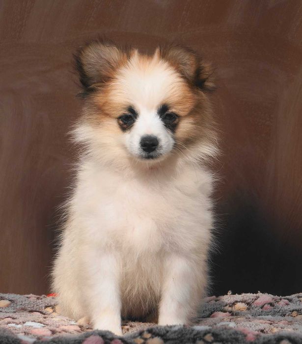 девочка папильон микс