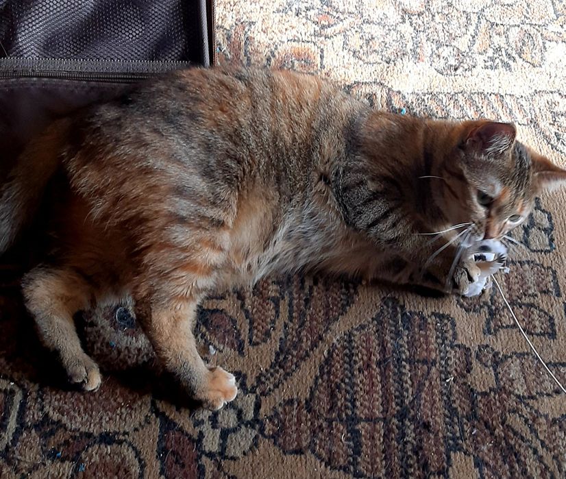 Кот и кошка даром