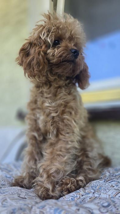 Cavapoo F1b piesek