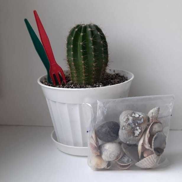 Вазон "Кактус с декором", живое растение на рабочий стол