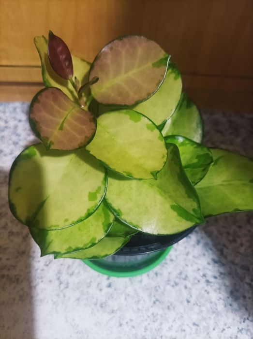 Хойя компакта зелена та варіегата
