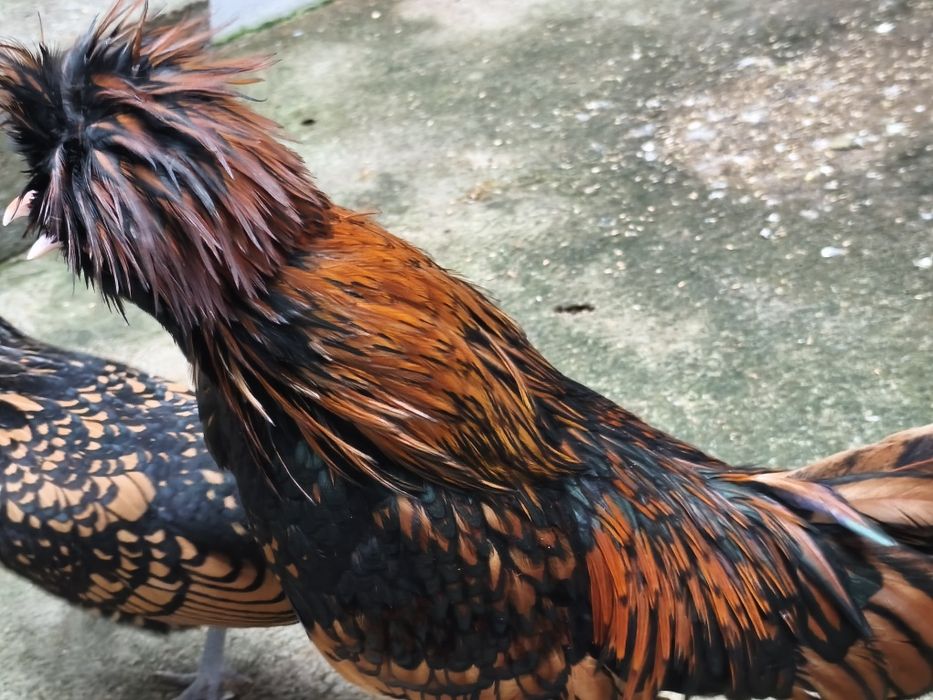 Garnisé dourado,macho