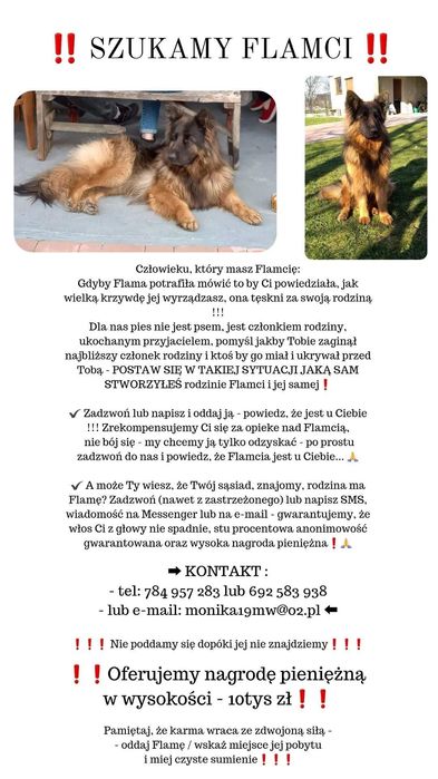 Sunia owczarek niemiecki zaginęła Flama poszukiwana w całej Polsce