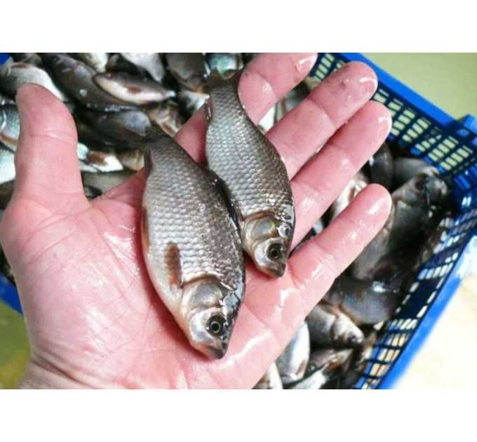 Живець Зарибок карася