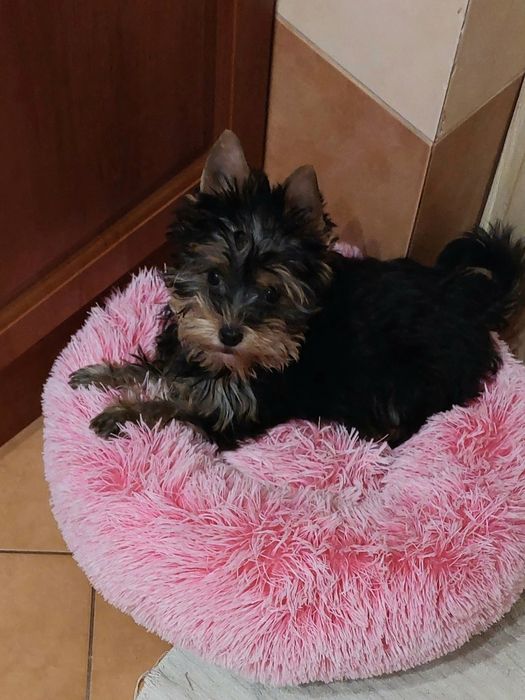 Yorki śliczne Yoreczki