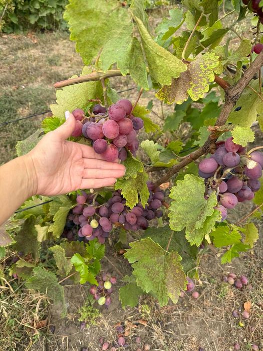 Продам капітальний будинок від власника