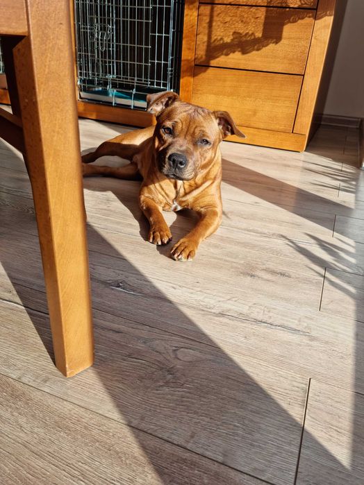 Szczeniak Staffordshire Bull Terrier, ZKwP