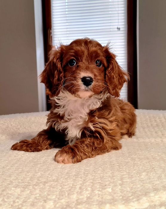 Dziewczynka  ** MALTIPOO ** HYBRYDA Pudel Toy & Maltańczyk **