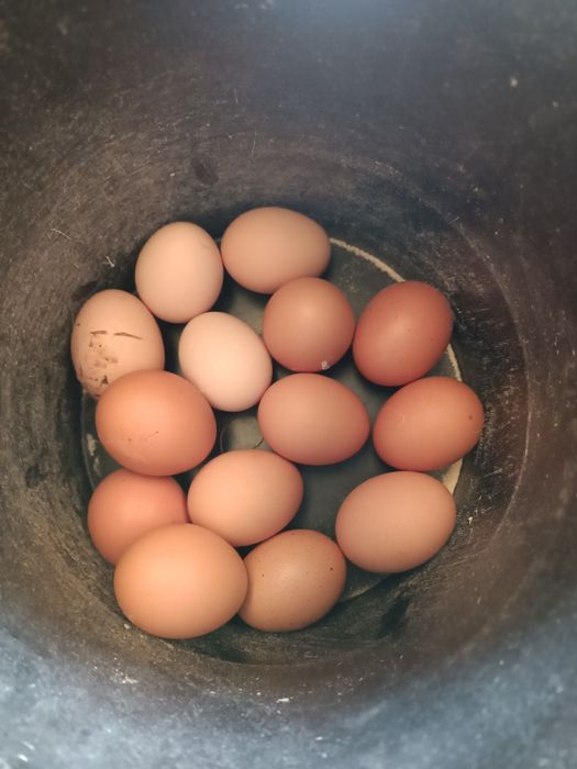 Ovos de galinha caseiros