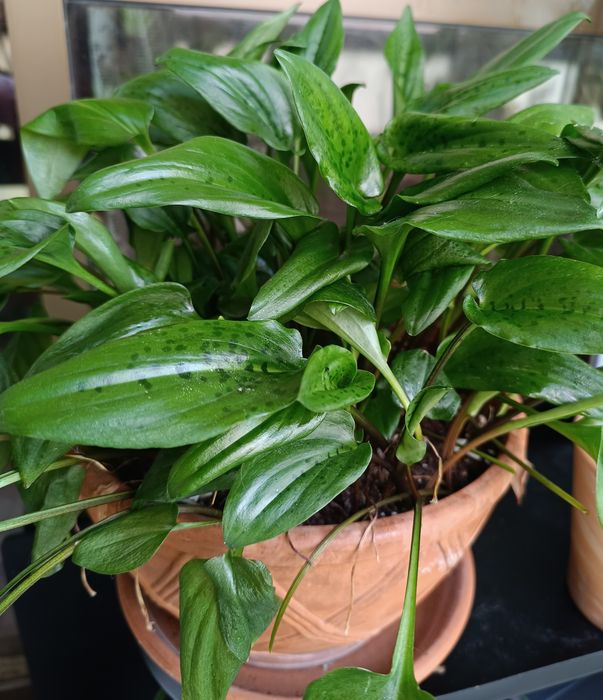 Planta leopardo em vaso de barro