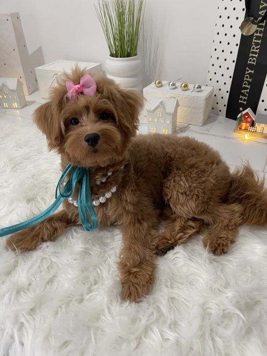 Помапу — Маленькі щастячка готові до переїзду