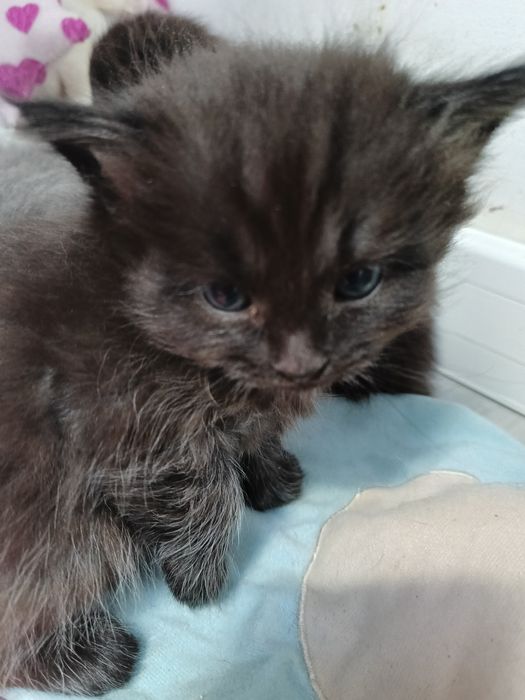 Kocurek syberyjski rezerwacja