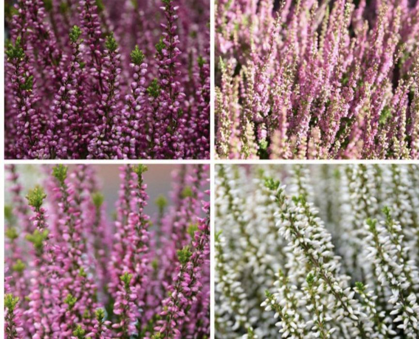 Верес садовий багаторічний