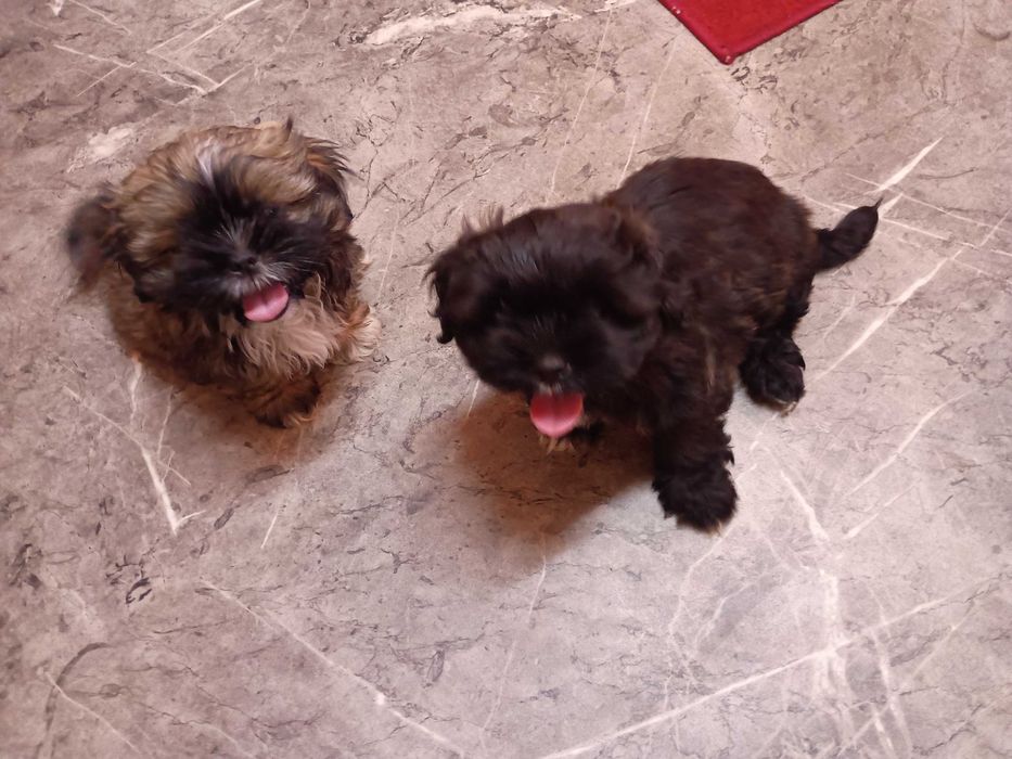 Shih-tzu mini chłopczyk