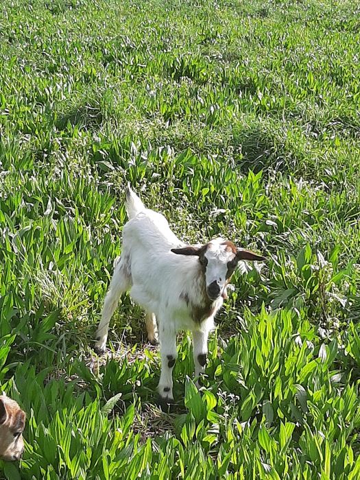 Vendo Cabrito de boa raça
