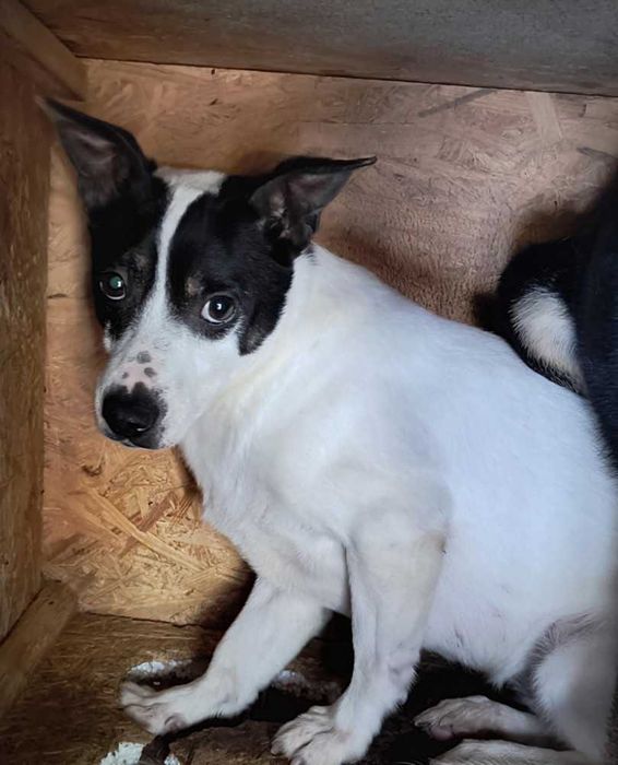 587354 Hola tylko odpowiedzialna adopcja