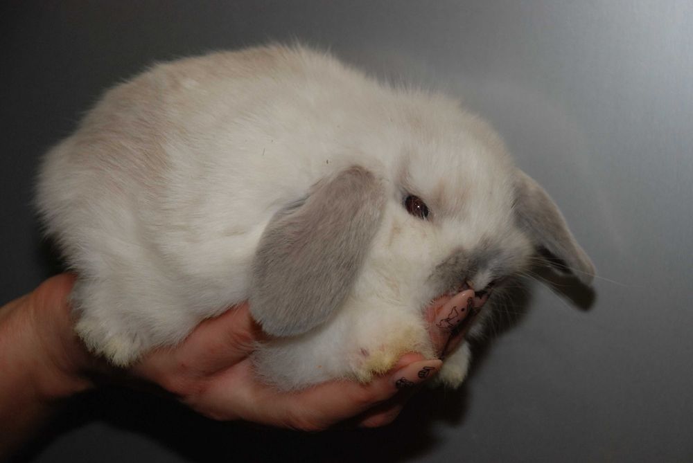 Карликові кроленята, кролик висловухий баранчик. Ручні кролики
