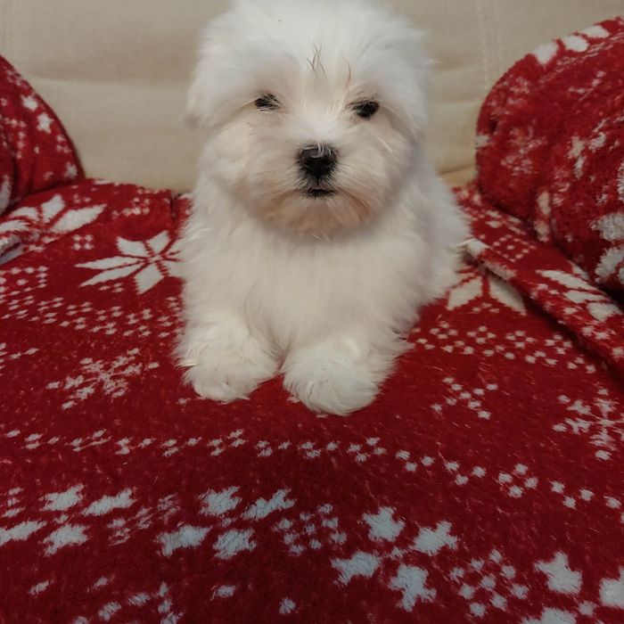 Śliczny samiec maltańczyk