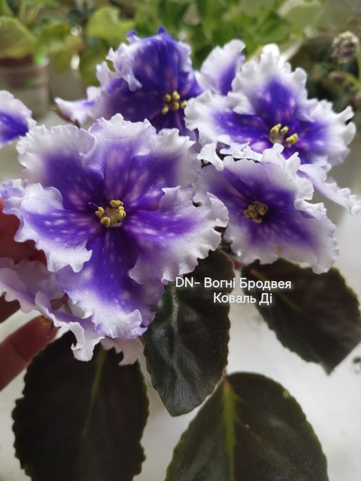 Фіалки сортові розпродаж