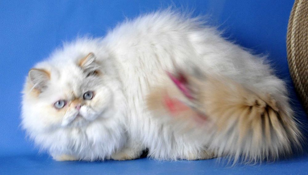 Персидский мальчик гималайский ред поинт , питомник