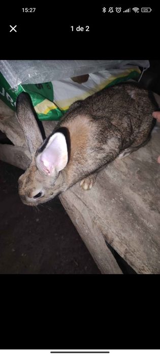 Coelhos para venda