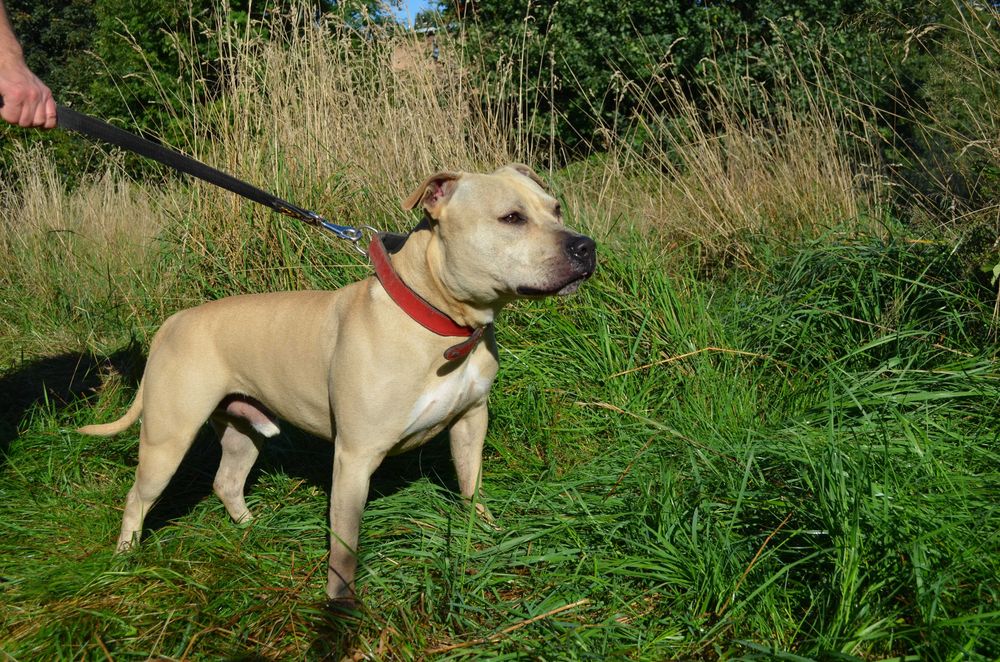 Karat amstaff do adopcji