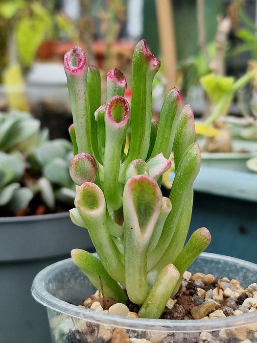 Crassula hobbit variegata