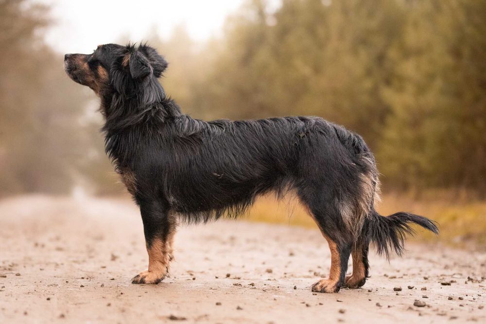 KENLY - pragnąca bliskości sunieczka o wiernych, bursztynowych oczkach