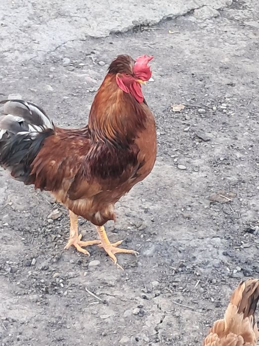Kogut czubatki staropolskiej
