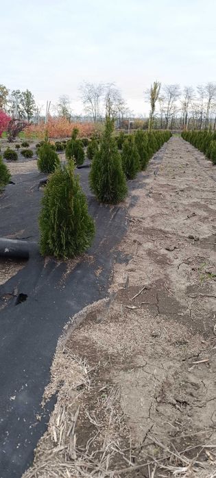 Туя Смарагд, вічнозелена