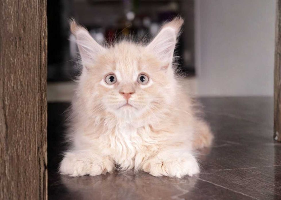 Купити! Ексклюзивні кошенята породи Мейн-кун/Maine coon
