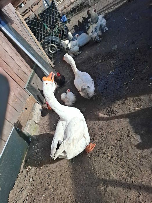 Sprzedam  Gęsi hołmogory Gęś landes kury Kochin olbrzymi