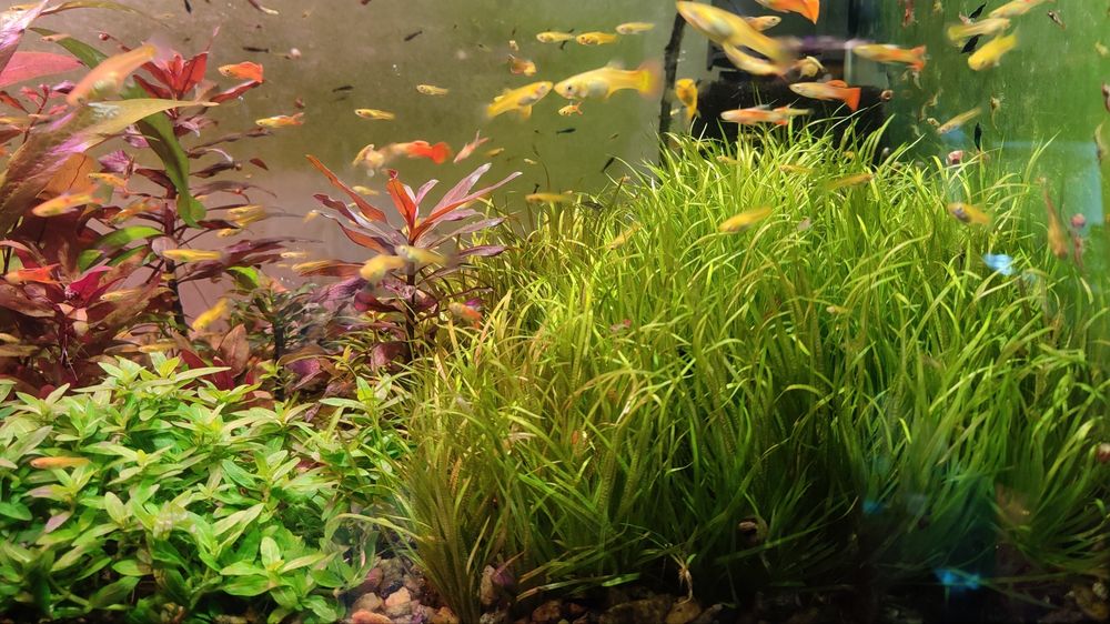 Аквариумные растения ( набор.)