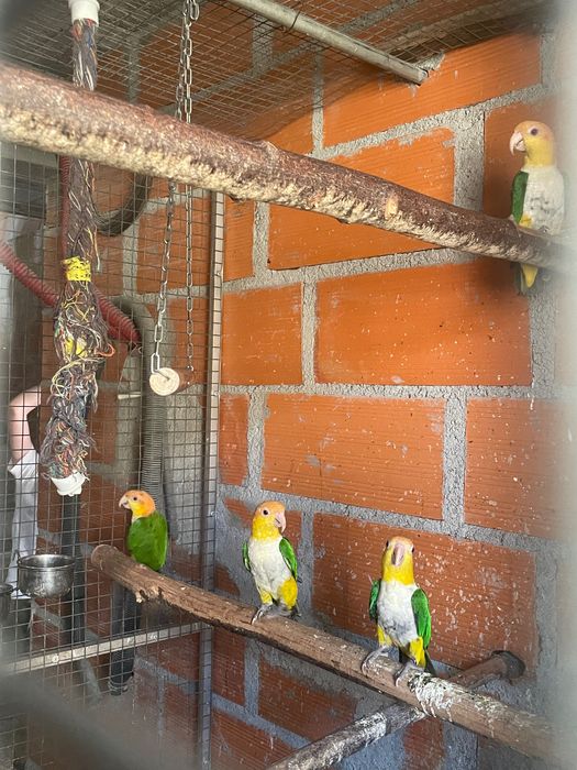 Marianinhas cabeça canela