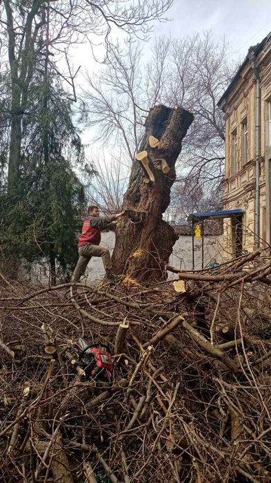 Спил деревьев качественный