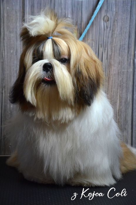 Śliczny piesek shih tzu z rodowodem ZKwP FCI