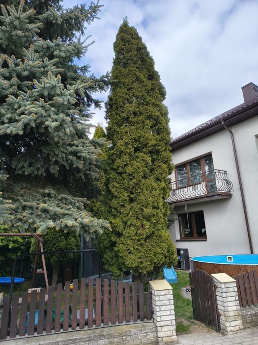 Tuje oddam za darmo