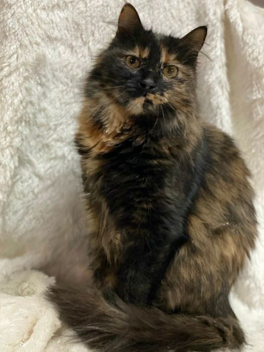 Отдам даром в добрые руки пушистую трехцветную кошечку